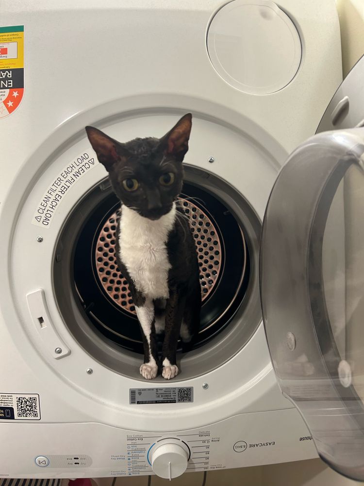Little black and white cat with big ears stepping out of dryer looking like he enjoyed his time and is ready to get out