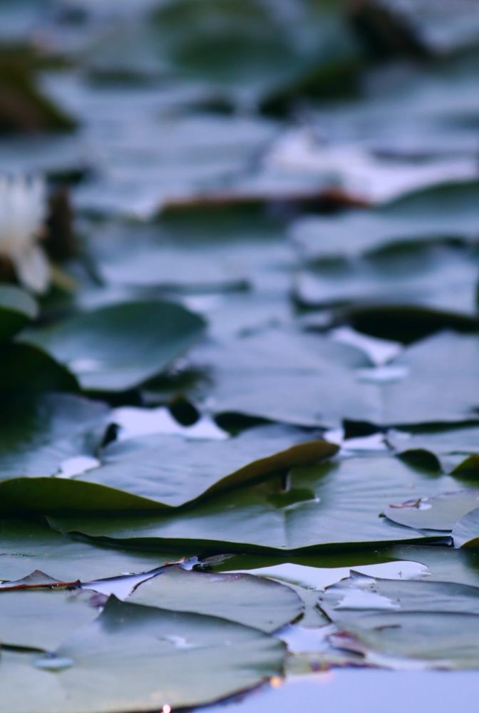 Zahlreiche Seerosen auf einem Teich 