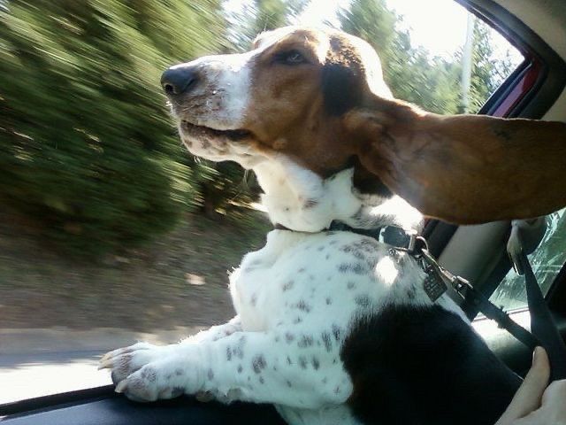 beagle sticking head out car window and looking serene 