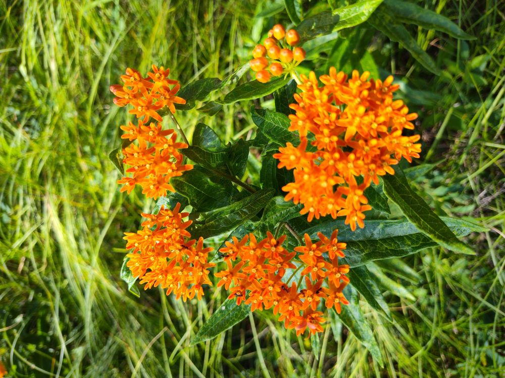 Butterfly weed on the bike trail, July 9, 2025.