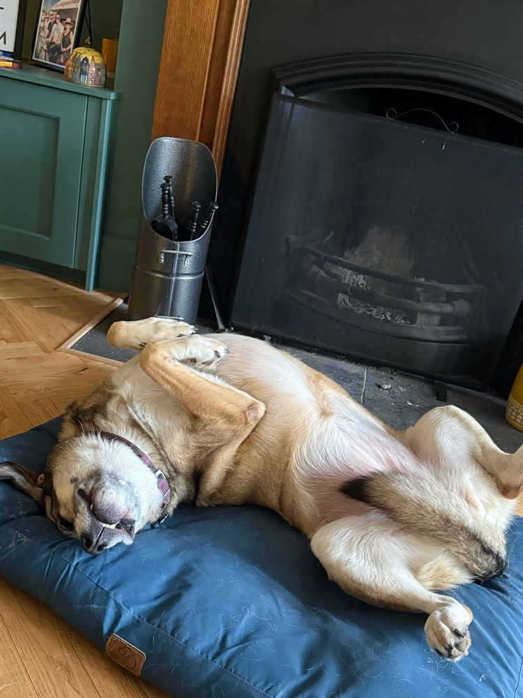 A dog lying on her back belly to the air. 