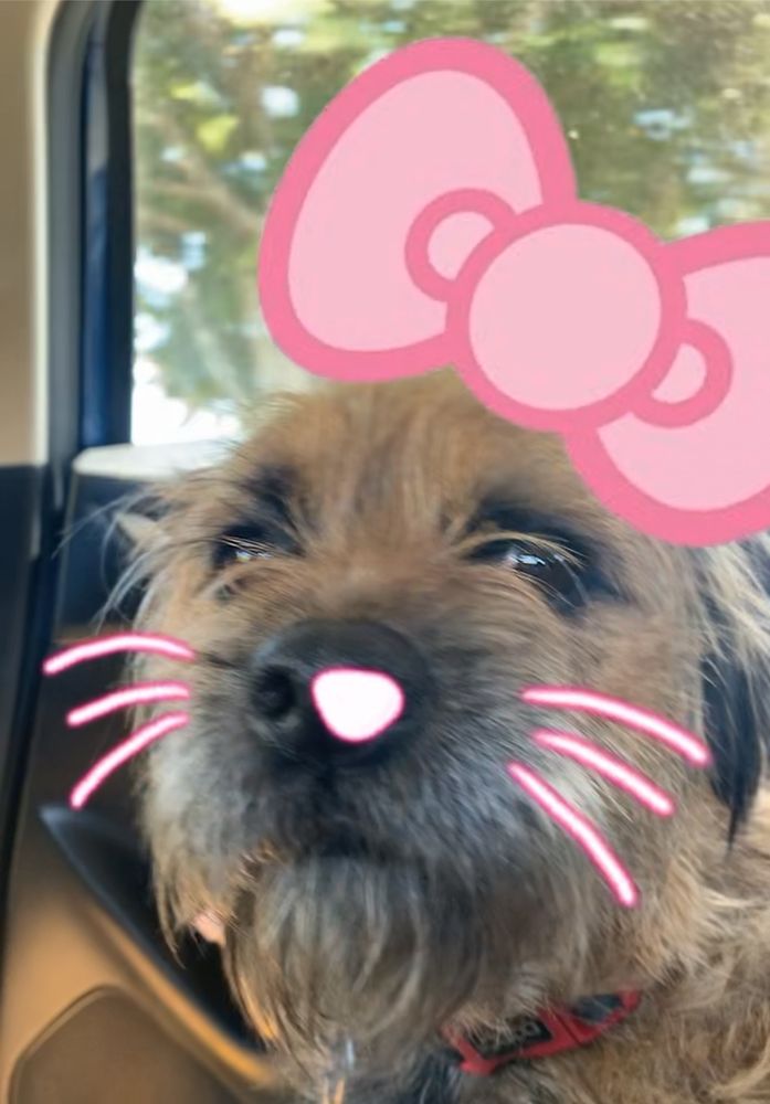 A scruffy looking dog with a hello kitty filter on