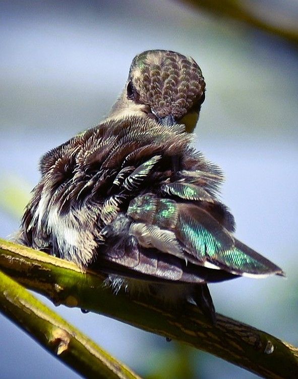 A female Anna's hummingbird preening while perched on a thin green branch. Iridescent green feathers on her back and head. Her back is to the camera, her head is turned, and her beak is buried in her back feathers. She appears to be staring at me.