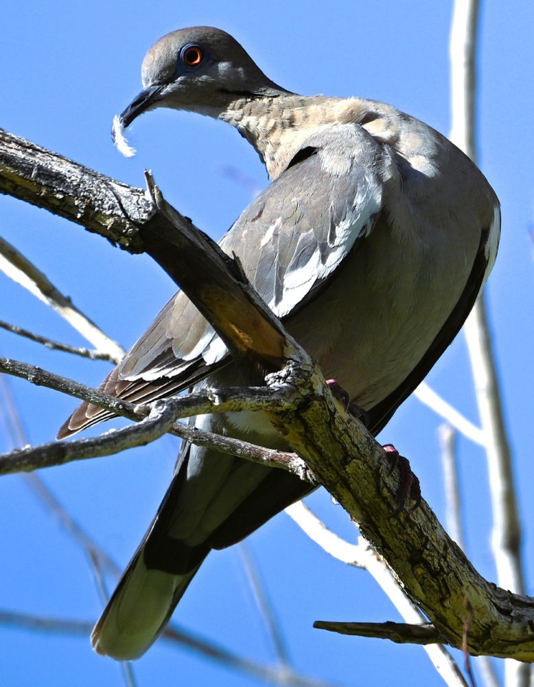 A mourning dove with blue rimmed eye and a white feather in its beak.
