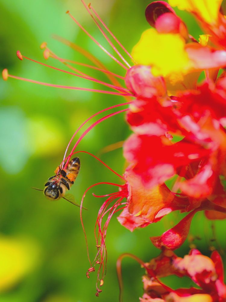 Bee hanging upside down from 2 stamens (red filaments and yellow anthers). Blurred red and yellow flowers and green leaves in background.
