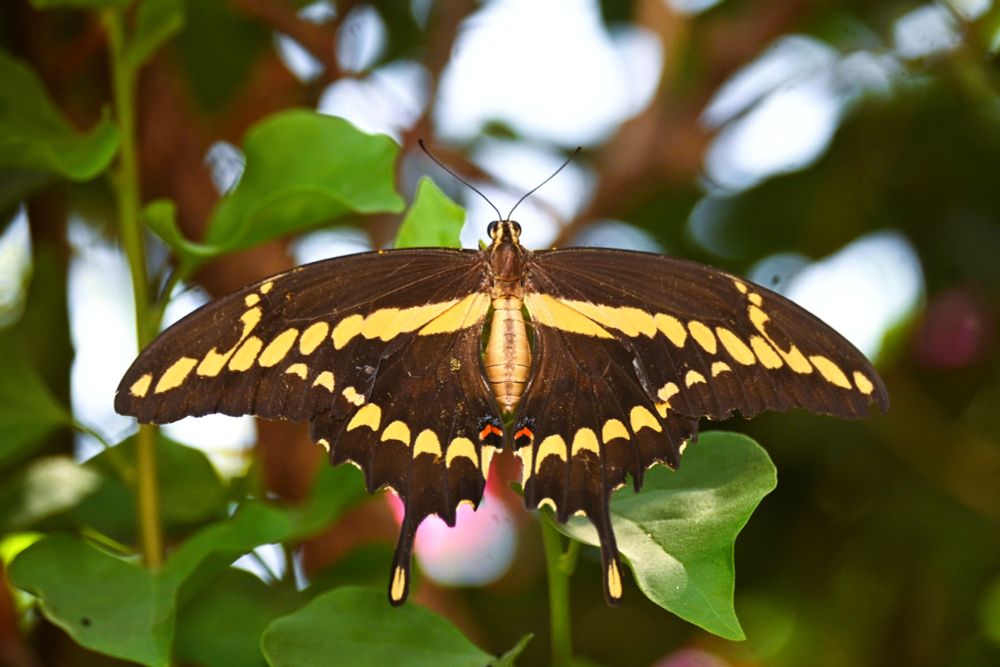 A large black butterfly with yellow stripe from wingtips to thorax/abdomen and yellow patches. 2 smaller red patches on its hindwings. Green leaves, brown branches, patches of white sky in background.