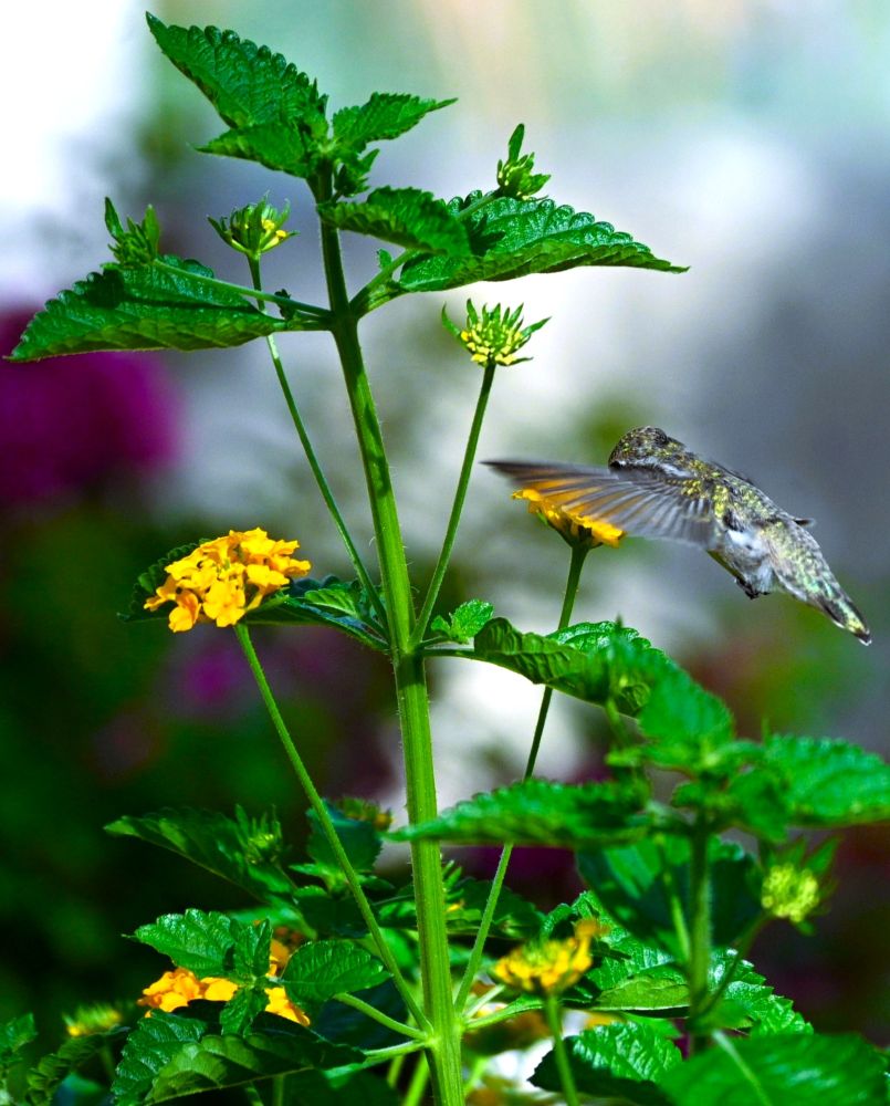 On the right is a hummingbird feeding on yellow flower, left wing extended. 