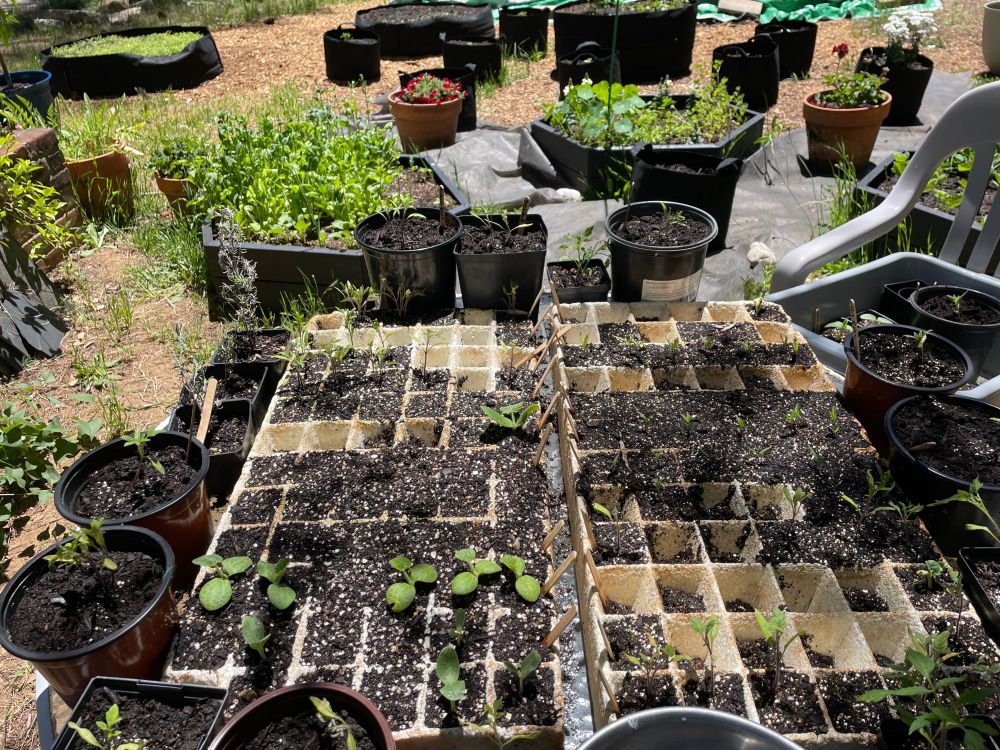 table with seedlings and garden in background