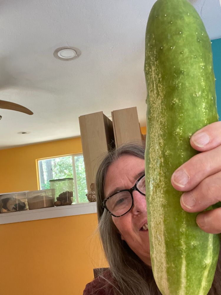 i am holding a cucumber that grew to one and a half pounds.