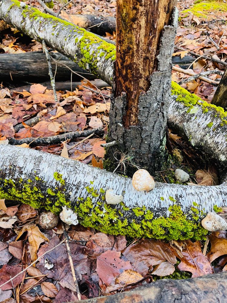 Round Mushrooms on a mossy log