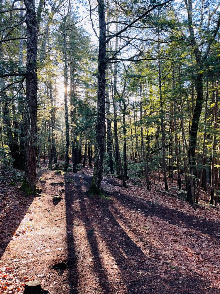 Sun peaking through the trees in the woods