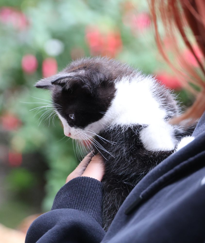 Black and white tuxedo kitten looking to the side, showing his antennas