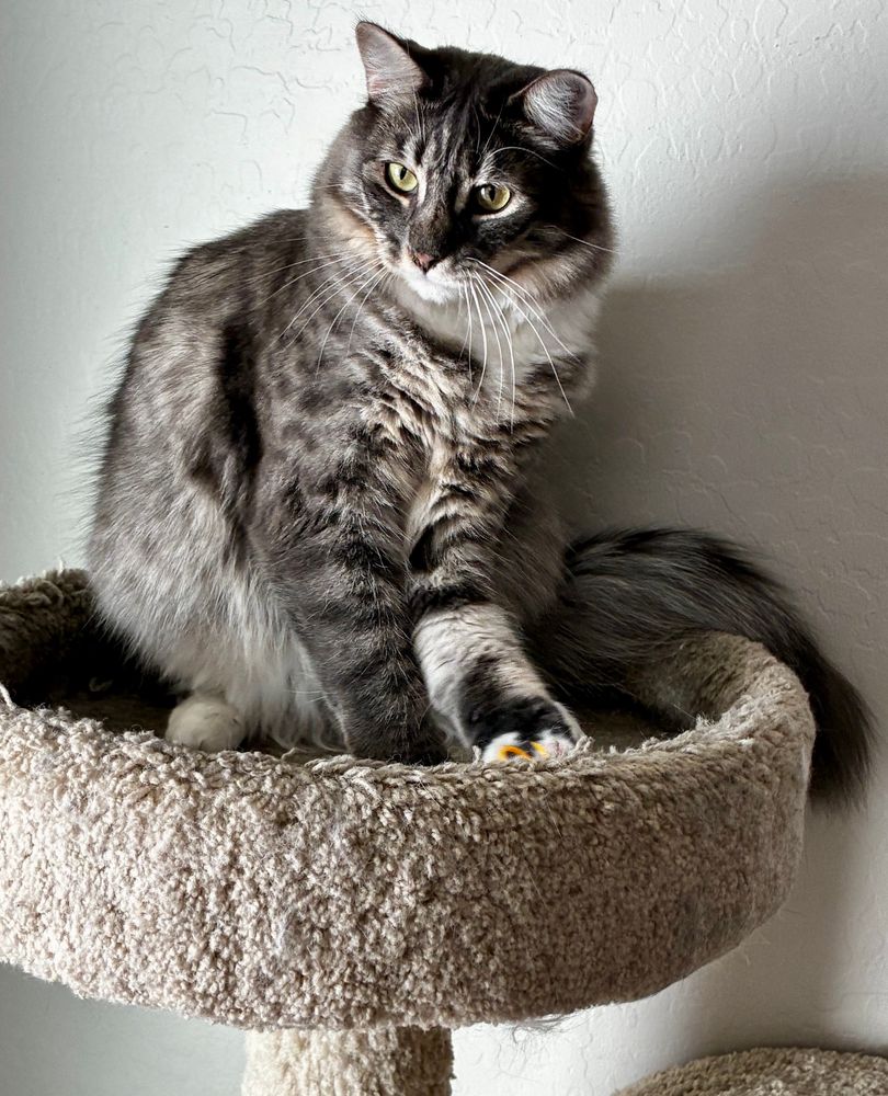 A gray and white floofy cat on a cat post perch playing with a cat toy