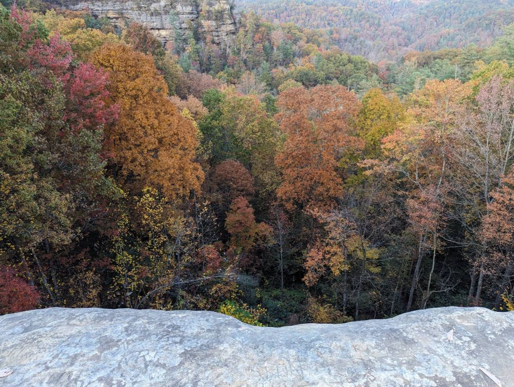 A view of treetops looking down from a cliff face