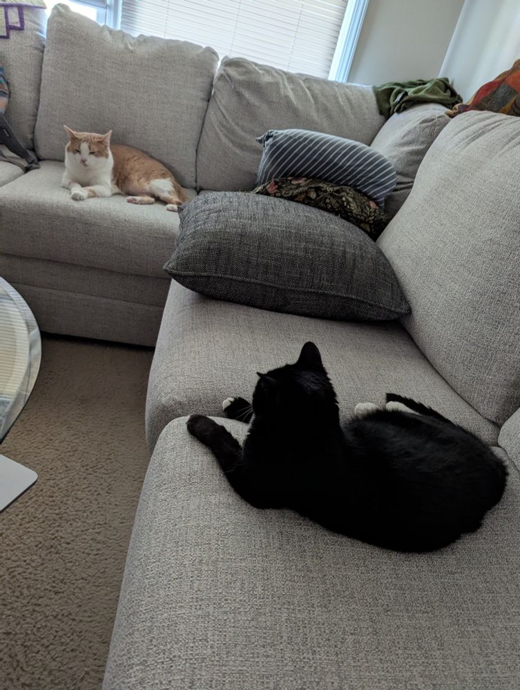 Two cats snoozing on a couch piled with pillows