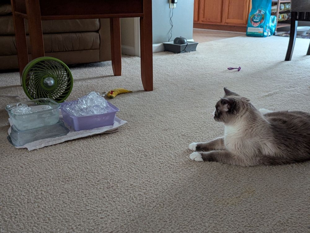 A cat laying near a small fan, which is blowing at containers filled with ice