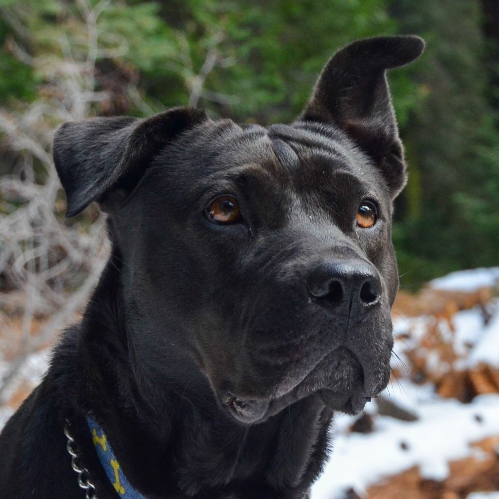 Sun shining on black dog