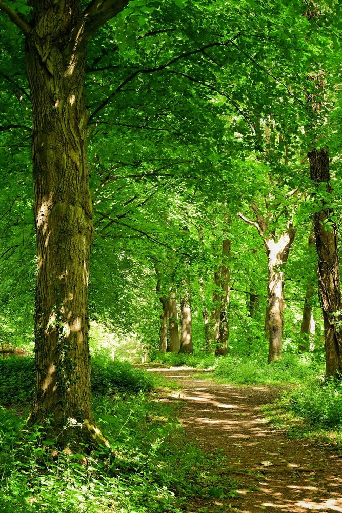 A sunlit woodland path