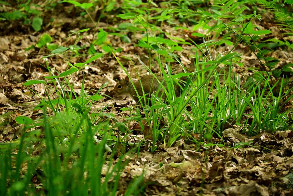 A squirrel partially hidden by grass