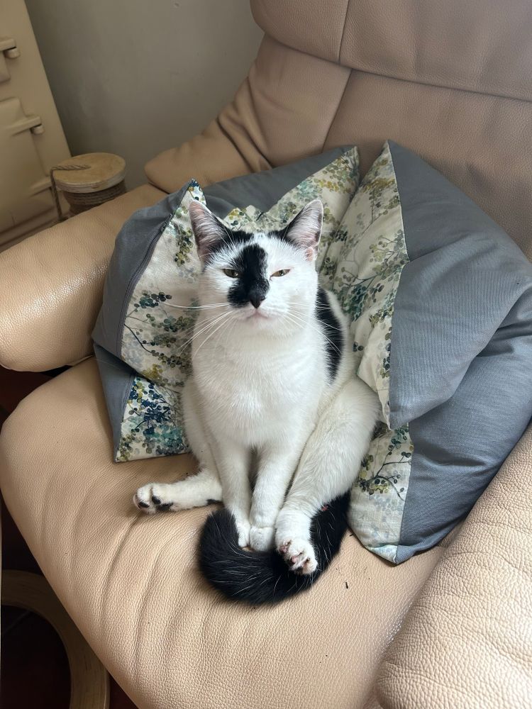 A white cat with black markings who is sitting like people