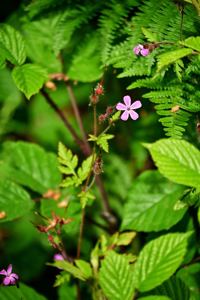 A small pink flower on a background of green leaves 