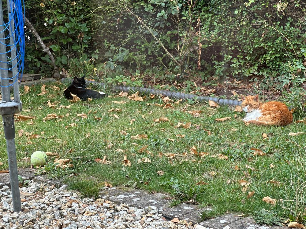 My orange cat, Harry, chilling on a badly maintained lawn with a mysterious tuxedo cat. 