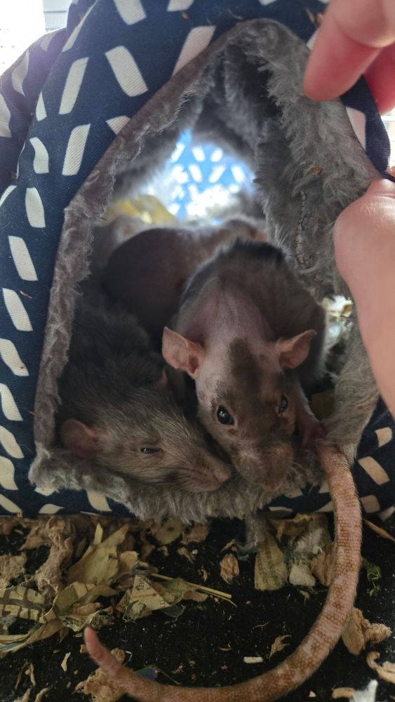 Photo of three senior fancy rats cuddling together. 