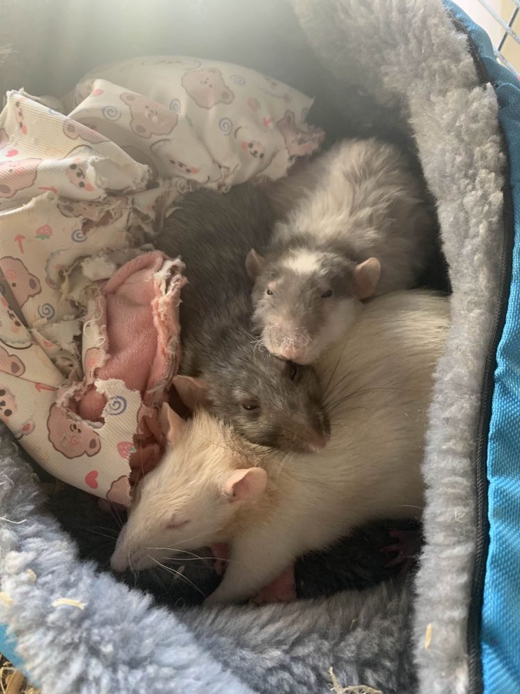 Dumpling with her sisters, Chicken and Cornbread. Chicken is a silvermane dumbo, and Cornbread is a PEW fancy rat. All three are cuddling together in a small bed. 