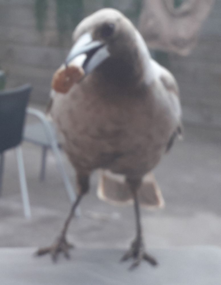 Leucistic magpie eating a treat.