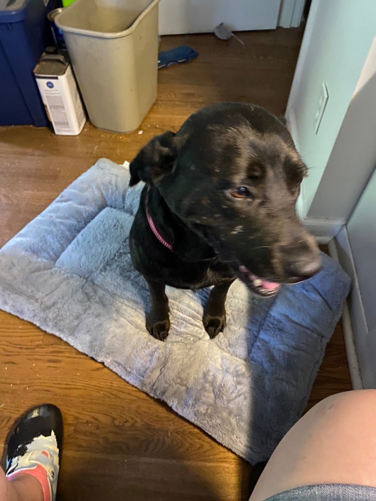 Face turned right.  Newly adopted black lab, Ada, smiling on her office bed.  She’d indulged in brief morning zoomies.
