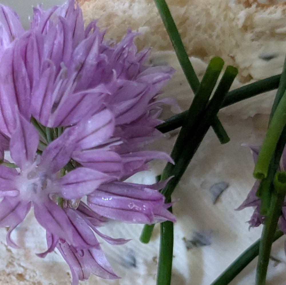 Schnittlauchblüte auf Brötchen 