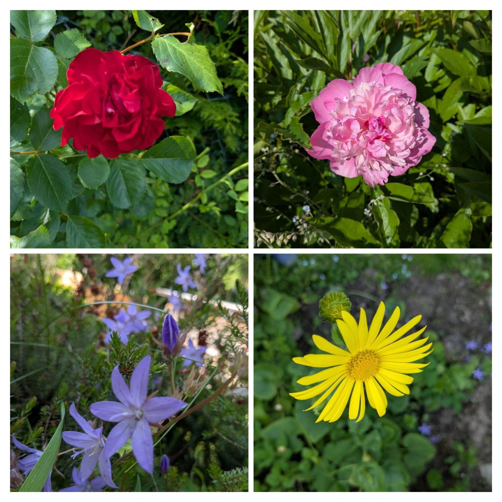 4 Blumen als Collage: eine leuchtend rote Rose, eine rosane Pfingstrose, violette Glockenblumen und eine gelbe mit ganz vielen länglichen gelben Blütenblättern (so eine, wo man gut "sie liebt mich, sie liebt mich nicht" zählen kann).