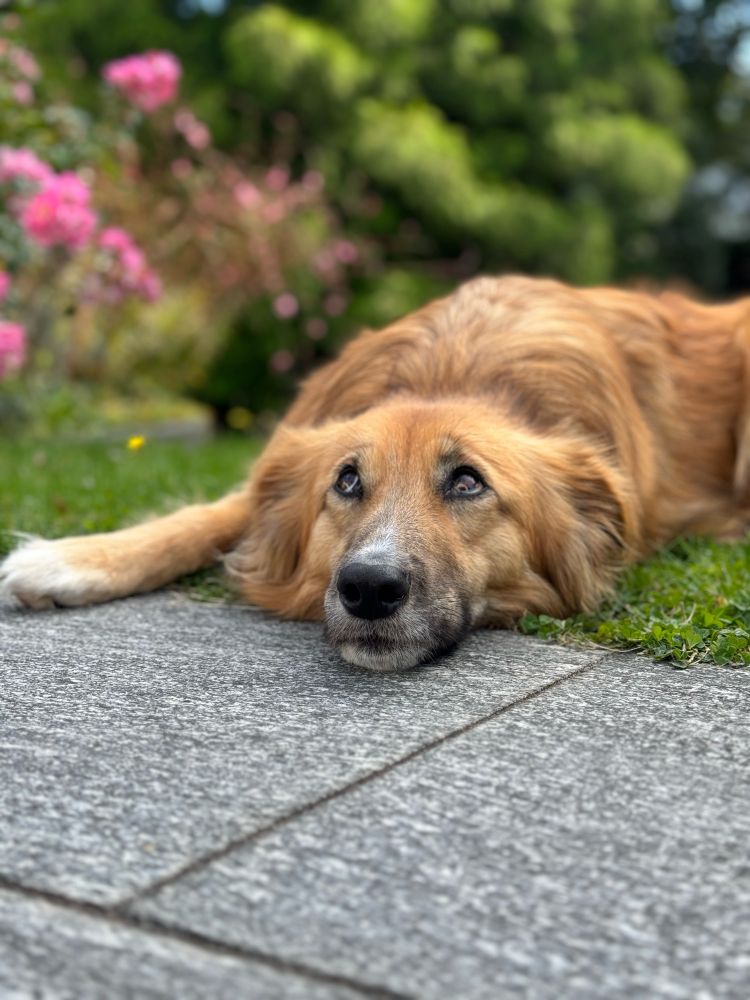 Momo liegt im Garten und schaut zu mir hoch