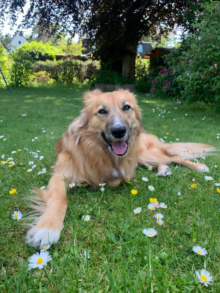 Momo ist immer noch ein schönes Blumenmädchen und liegt auf einer schönen Wiese