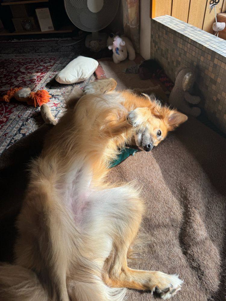 Momo ist sehr glücklich