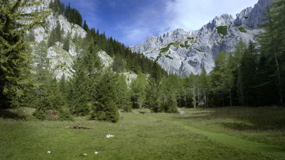 Eine grasbewachsene Wiese mit Bäumen und Bergen im Hintergrund.