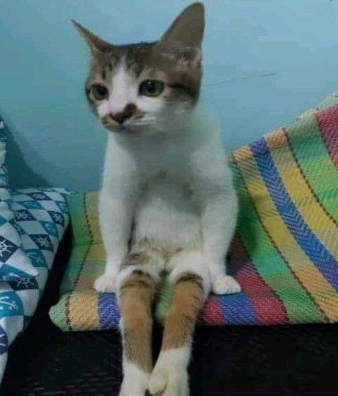A cat sits on a colorful striped blanket, appearing oddly human-like due to its posture and leg positioning. Its neutral expression adds to the humorous effect.