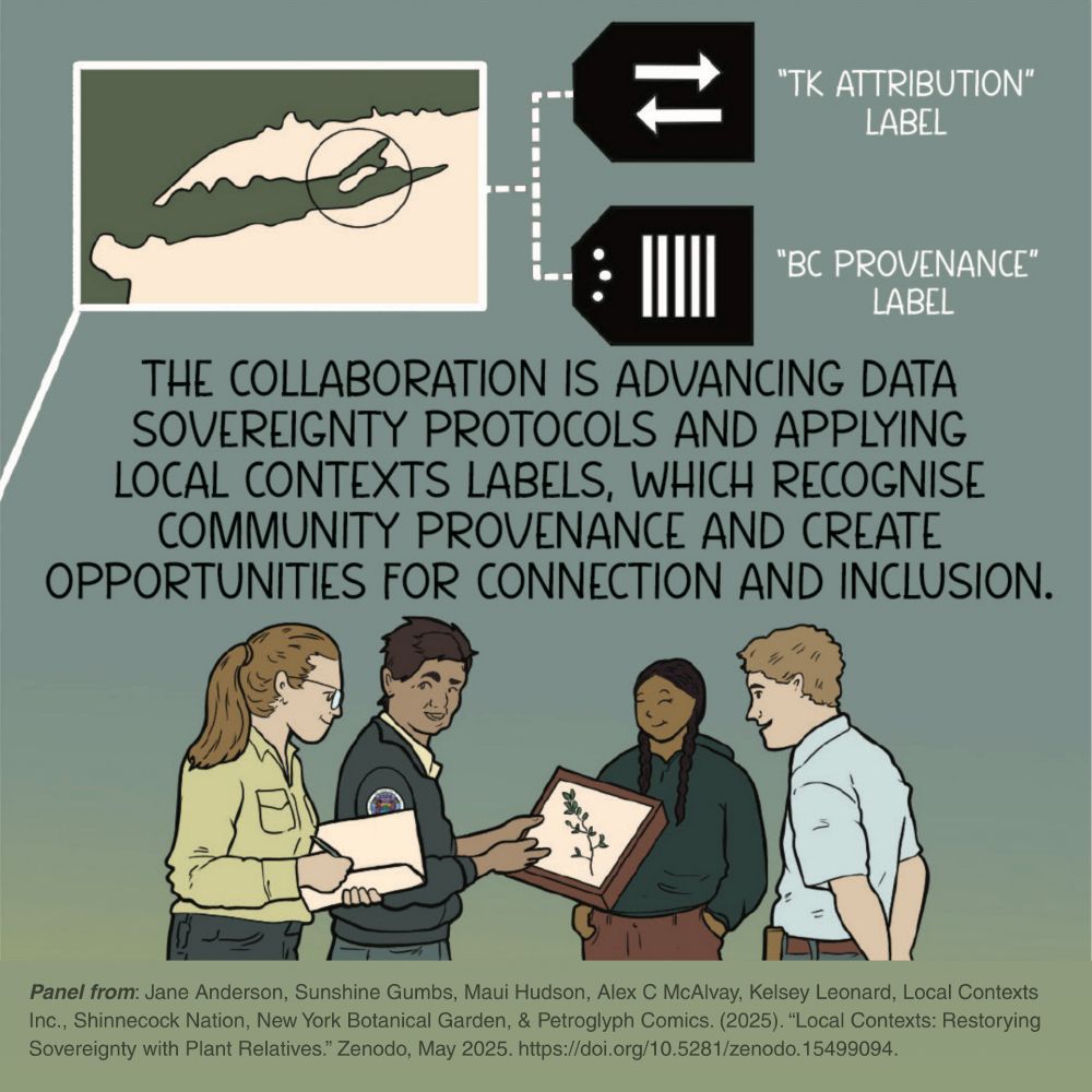 Comic panel showing four illustrated people looking at a plant specimen. An insert map shows Shinnecock Homelands, Long Island. Two Label icons, TK Attribution and BC Provenance. Panel text: “The collaboration is advancing data sovereignty protocols and applying Local Contexts Labels, which recognise community provenance and create opportunities for connection and inclusion.” Panel from: Jane Anderson, Sunshine Gumbs, Maui Hudson, Alex C McAlvay, Kelsey Leonard, Local Contexts Inc., Shinnecock Nation, New York Botanical Garden, & Petroglyph Comics. (2025). “Local Contexts: Restorying Sovereignty with Plant Relatives.” Zenodo, May 2025. https://doi.org/10.5281/zenodo.15499094.