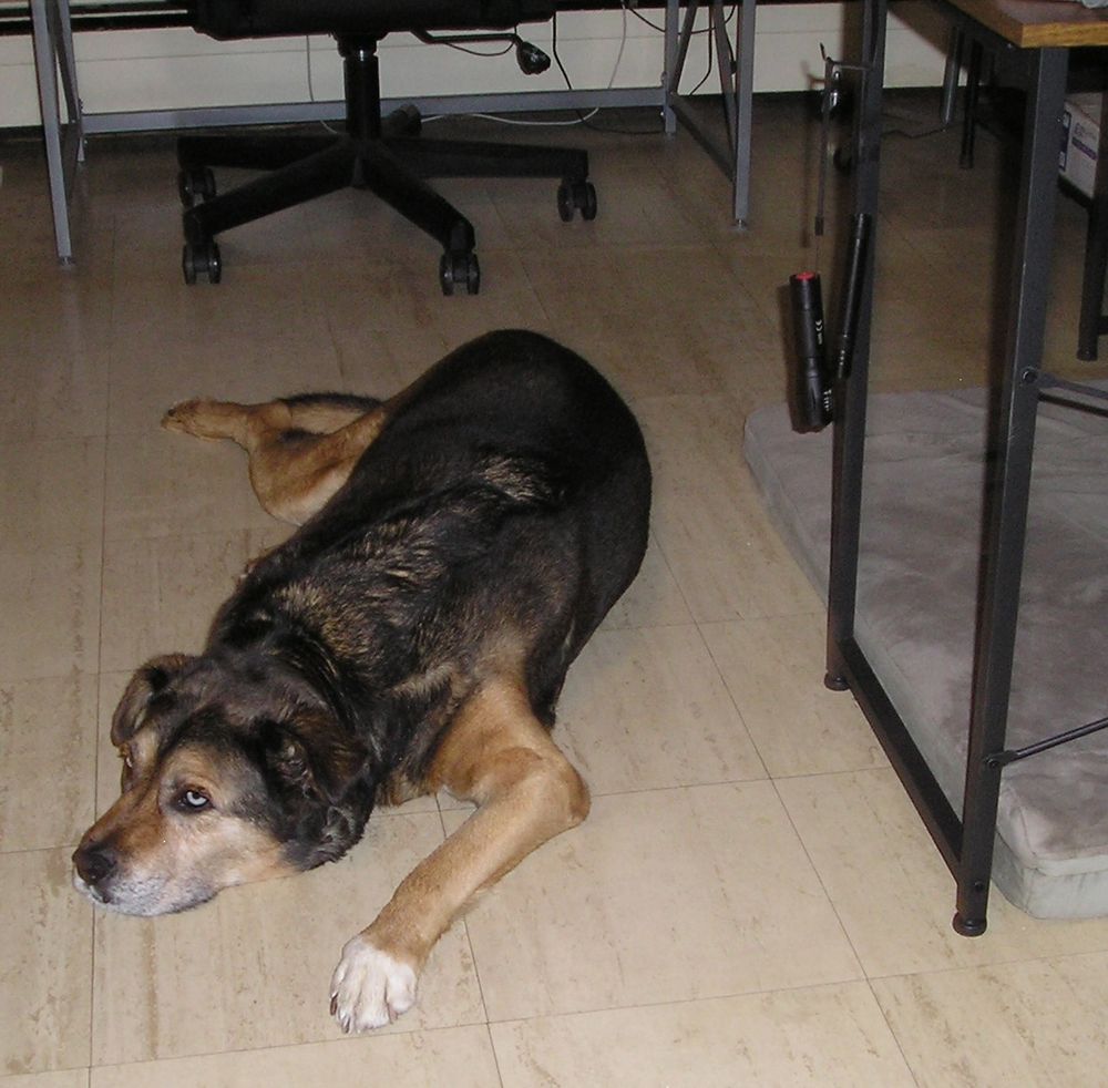 My dog pal on the cold hard floor instead of on his cozy $60 bed.