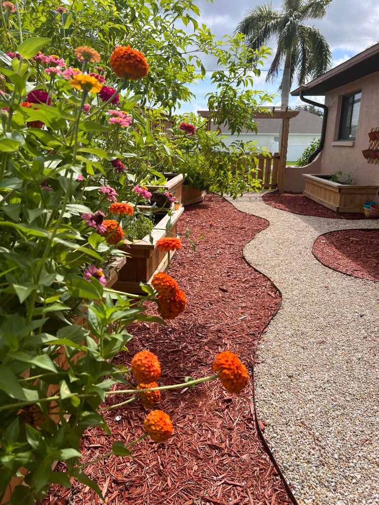 My raised beds garden