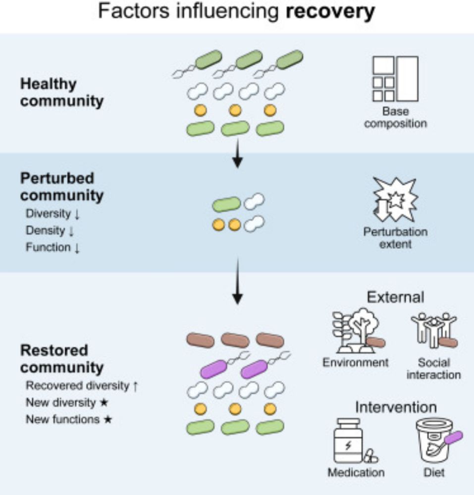 Response, resistance, and recovery of gut bacteria to human-targeted drug exposure