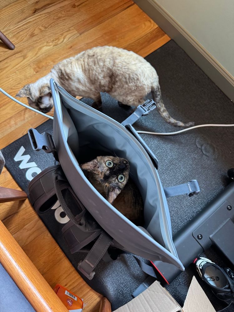 Cat inside a backpack looking out with big eyes. 
