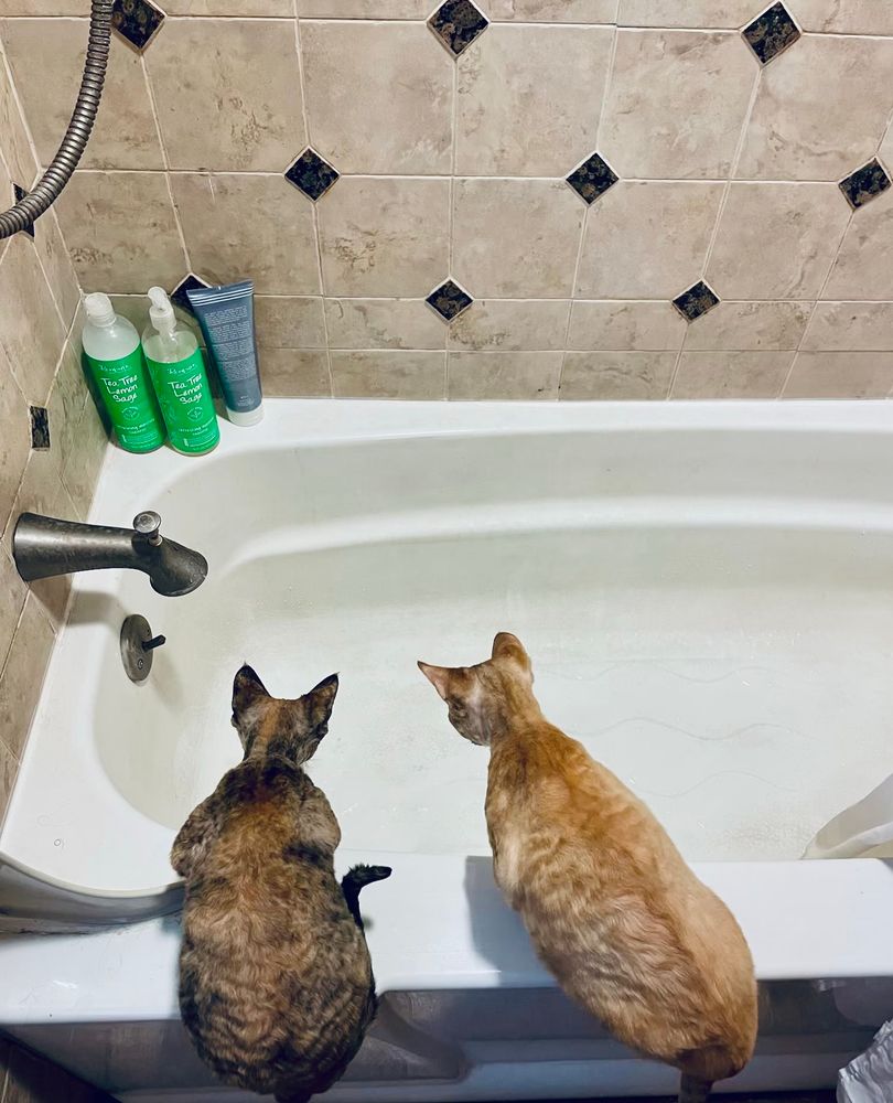 Two cats staring intently into an empty bathtub