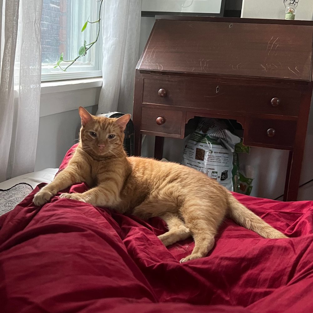 A teenage orange cat lays draped over someone’s leg, gently kneading a knee
