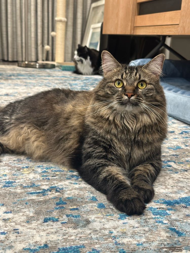 Tabby cat looking above camera with paws out. Tuxedo cat in the background 