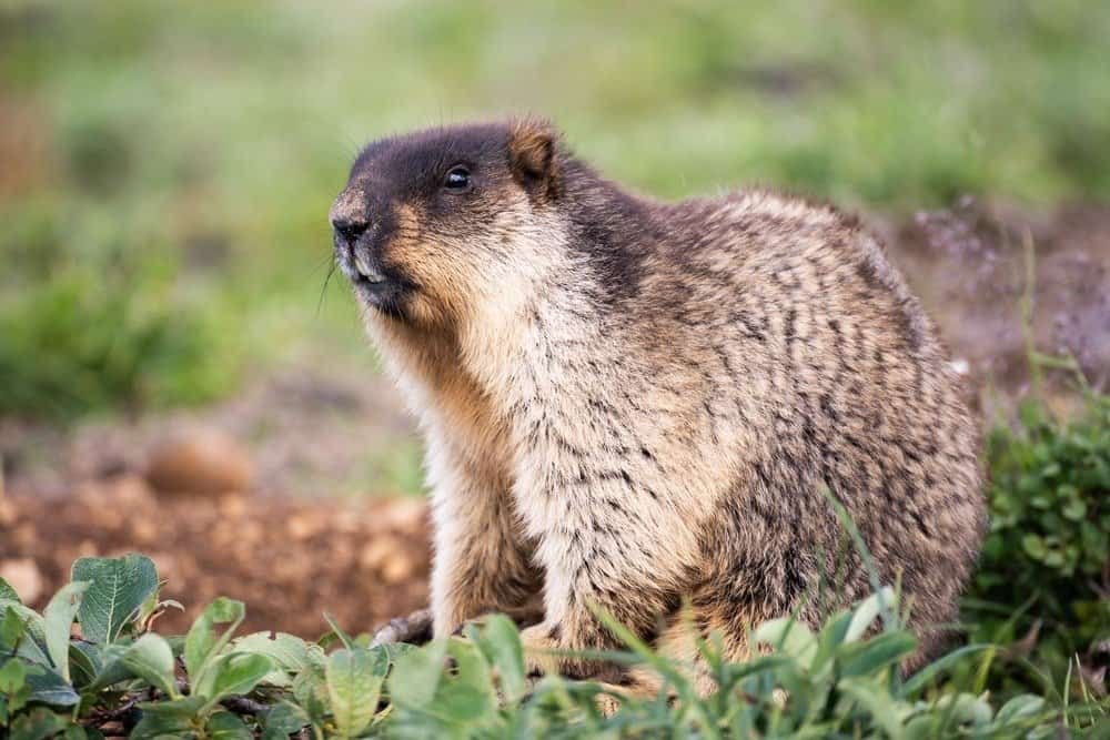 small furry rodent that looks like Trump's sons.