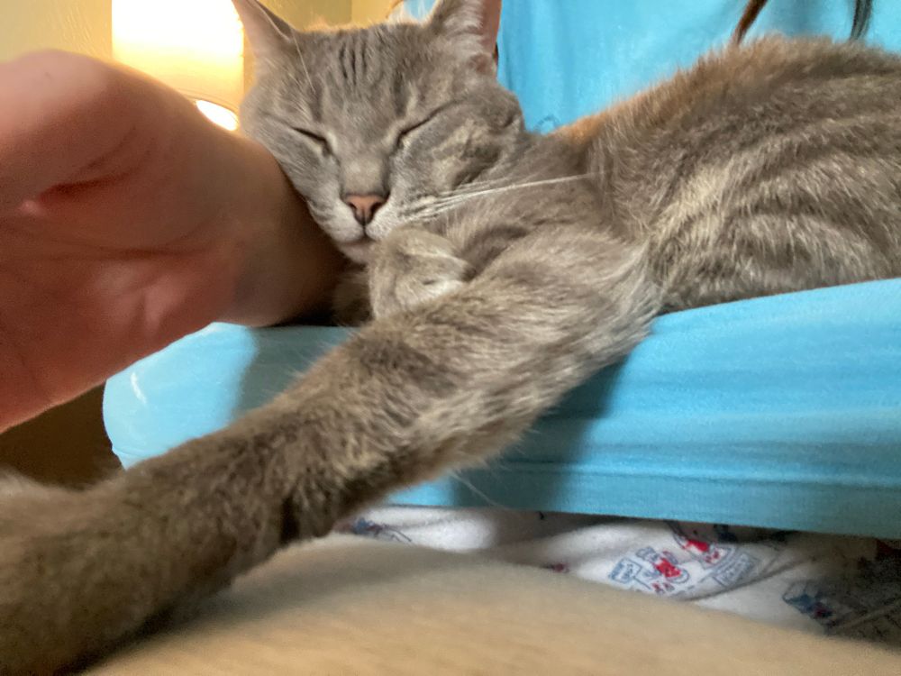 A snoozing gray tabby cat with her paw stretched toward the camera. She is sprawled across the hammock created by a tshirt stretched over my knees. She is god’s most perfect angel. 