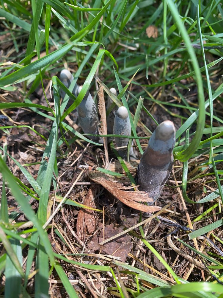 Five greenish grey protrusions of fungus poking out of some grass on a bright, sunny day. 