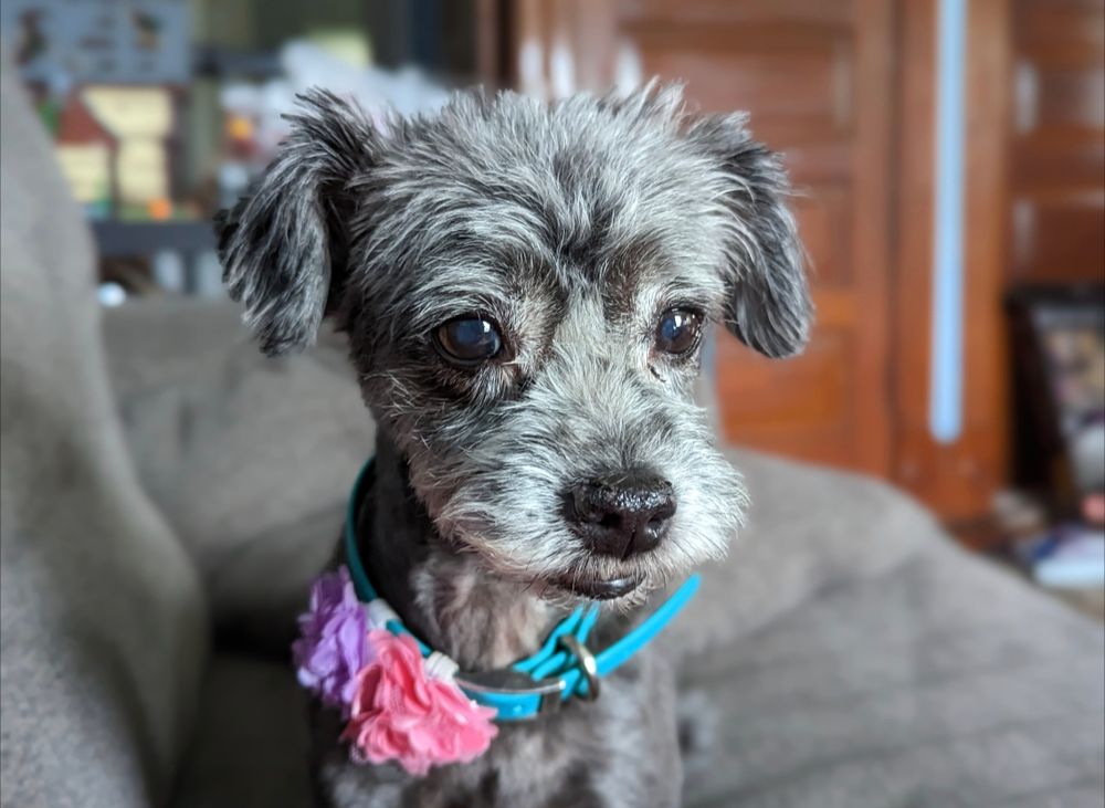 Azuh with flowers on her collar - 2024