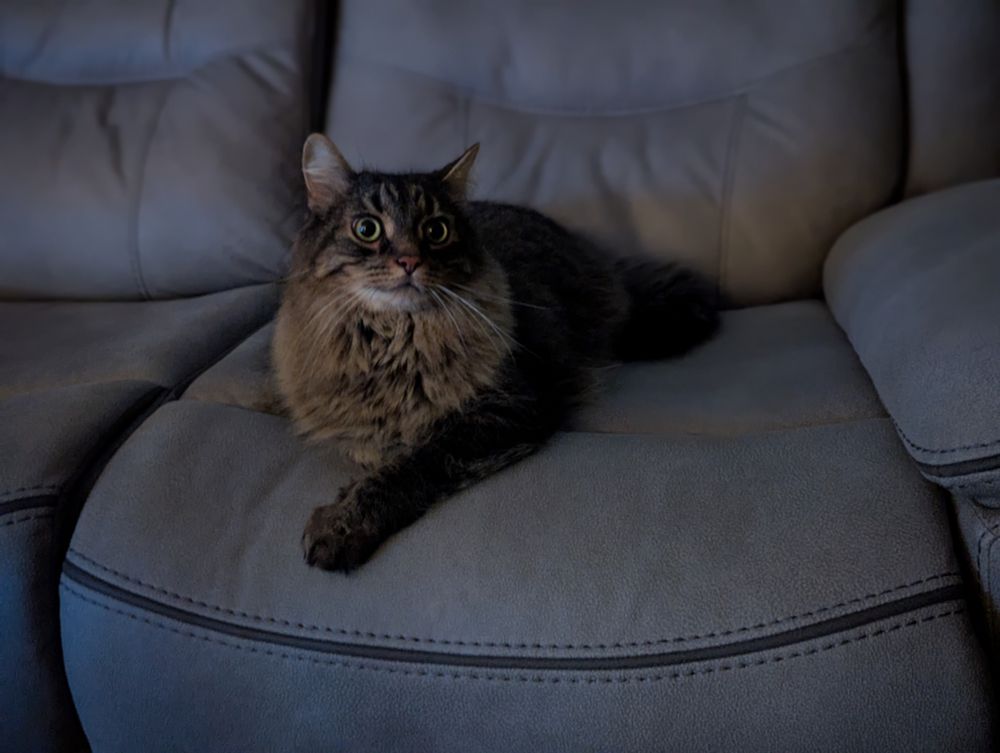 Banjo, the cat, sits on a couch in a very relaxed state. His cute left paw extends towards the edge.